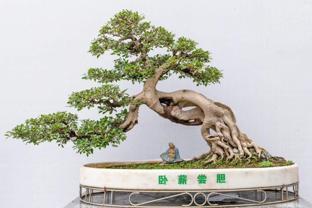 Imagen bonsai tumbado