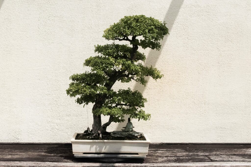 Imagen bonsai alto