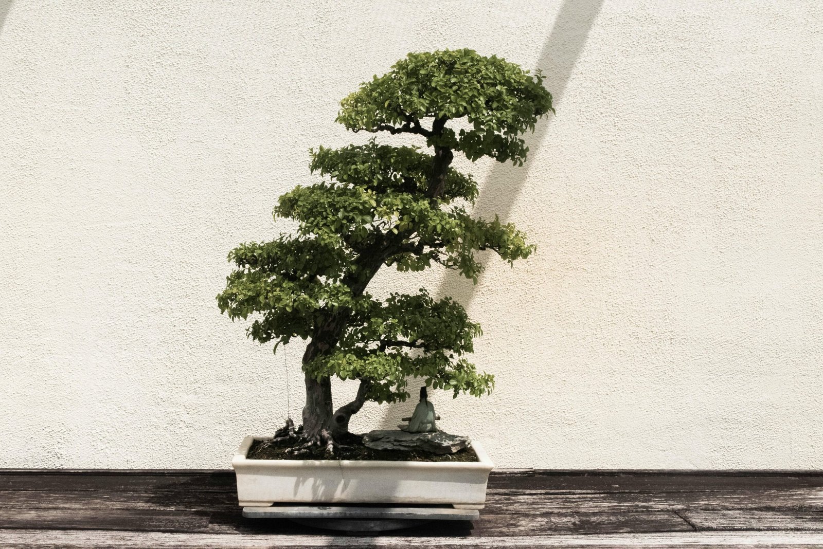 Imagen bonsai alto